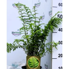   Vörös nyelű hölgypáfrány Athyrium filix-femina Rotstiel C2