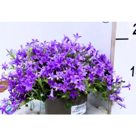 Harangvirág Campanula c. Kris P12