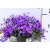 Harangvirág Campanula c. Kris P12
