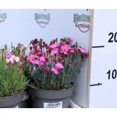 Pünkösdi szegfű válogatás Dianthus Overig P13