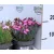 Pünkösdi szegfű válogatás Dianthus Overig P13