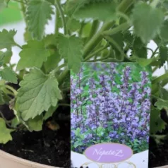 Kaukázusi macskamenta Nepeta Walker's Low P17
