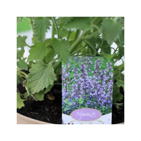 Kaukázusi macskamenta Nepeta Walker's Low P17