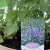 Kaukázusi macskamenta Nepeta Walker's Low P17