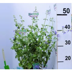 Kaukázusi macskamenta Nepeta Walker's Low P17