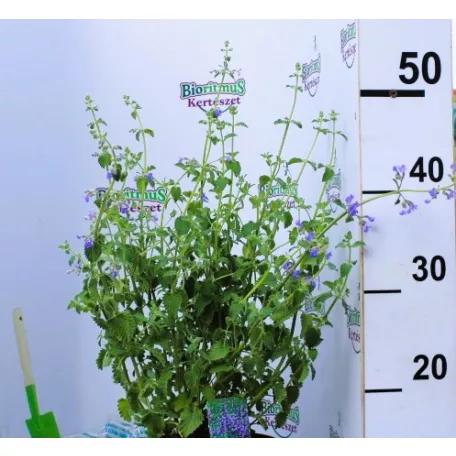 Kaukázusi macskamenta Nepeta Walker's Low P17