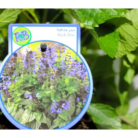 Brazil zsálya / Ánizs illatú zsálya Salvia guaranitica P17