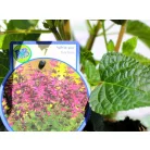 Brazil zsálya / Ánizs illatú zsálya Salvia guaranitica P17