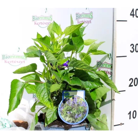 Brazil zsálya / Ánizs illatú zsálya Salvia guaranitica P17