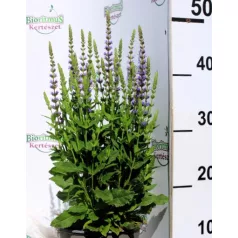 Ligeti zsálya Salvia nemorosa Ostfriesland P17