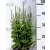 Ligeti zsálya Salvia nemorosa Ostfriesland P17