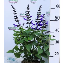 Díszzsálya Salvia salgoon Lake Blueberry P17