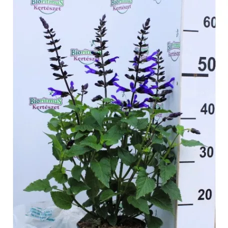 Díszzsálya Salvia salgoon Lake Blueberry P17