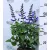Díszzsálya Salvia salgoon Lake Blueberry P17