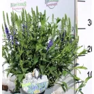 Macskafarkú veronika / Füzéres veronika Veronica spicata P13