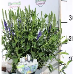   Macskafarkú veronika / Füzéres veronika Veronica spicata P13