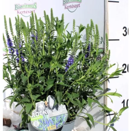 Macskafarkú veronika / Füzéres veronika Veronica spicata P13