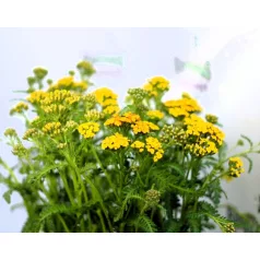   Kétszínű közönséges cickafark Achillea millefolium Milly Rock Yellow Terracotta P15