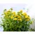Kétszínű közönséges cickafark Achillea millefolium Milly Rock Yellow Terracotta P15