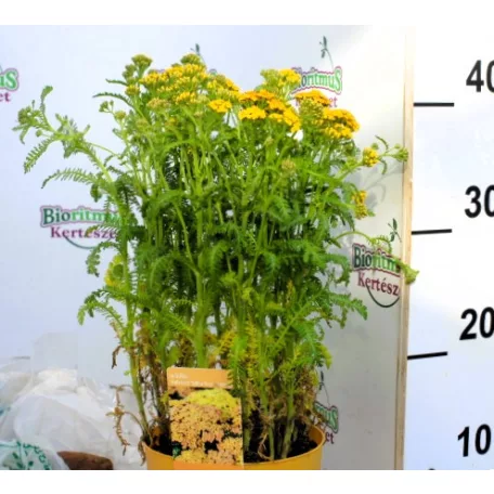 Kétszínű közönséges cickafark Achillea millefolium Milly Rock Yellow Terracotta P15