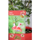 Őszi zsálya / Kétszínű ligeti zsálya Salvia microphylla Hot Lips P15