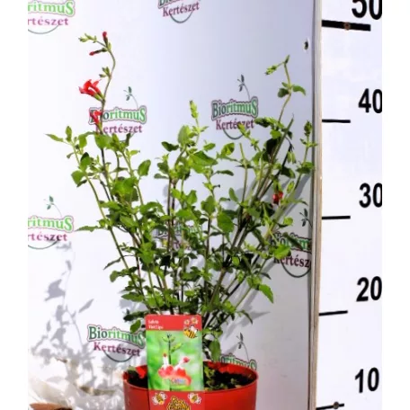 Őszi zsálya / Kétszínű ligeti zsálya Salvia microphylla Hot Lips P15