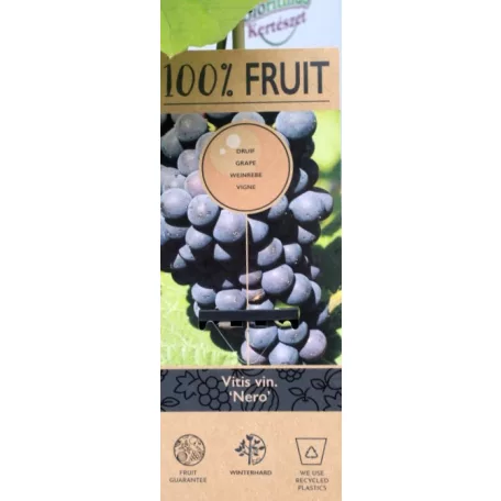 Néró csemegeszőlő Vitis Nero P15