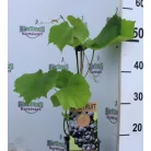 Néró csemegeszőlő Vitis Nero P15