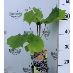 Néró csemegeszőlő Vitis Nero P15