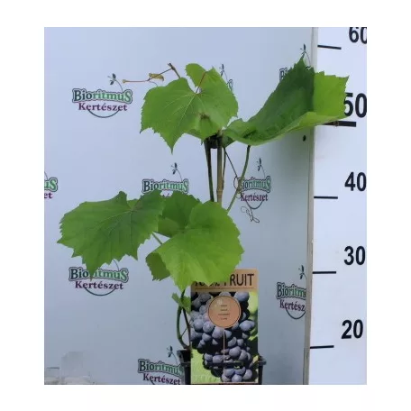 Néró csemegeszőlő Vitis Nero P15