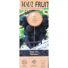 Piros csemegeszőlő magnélküli Vitis Vanessa P15