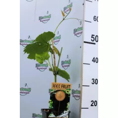 Piros csemegeszőlő magnélküli Vitis Vanessa P15