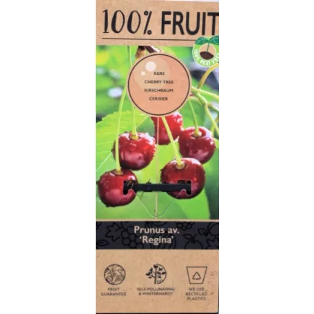 Regina cseresznye Prunus avi. Regina P15