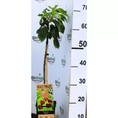 Regina cseresznye Prunus avi. Regina P15