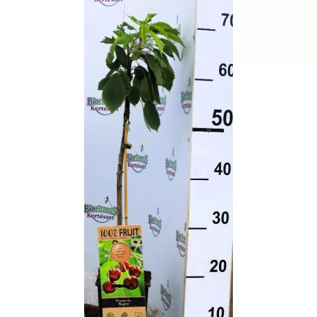 Regina cseresznye Prunus avi. Regina P15