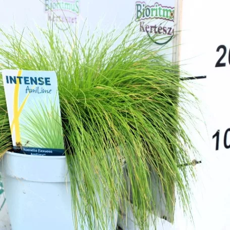 Erdei sédbúza (Hajfű) Deschampsia flexuosa AmiLime P17