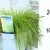 Erdei sédbúza (Hajfű) Deschampsia flexuosa AmiLime P17