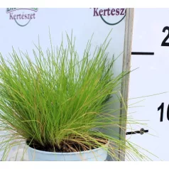 Erdei sédbúza (Hajfű) Deschampsia flexuosa AmiLime P10.5