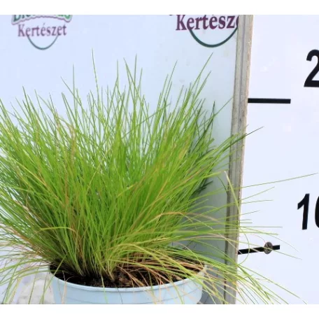 Erdei sédbúza (Hajfű) Deschampsia flexuosa AmiLime P10.5