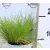 Erdei sédbúza (Hajfű) Deschampsia flexuosa AmiLime P10.5