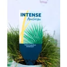 Medvecsenkesz Festuca gautieri AmiGreen P10.5