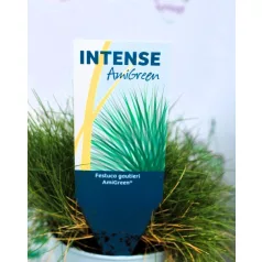 Medvecsenkesz Festuca gautieri AmiGreen P10.5