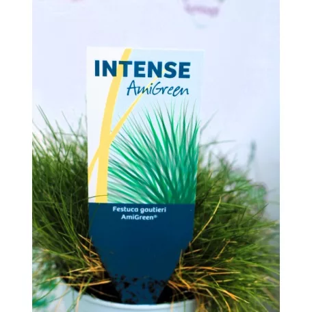 Medvecsenkesz Festuca gautieri AmiGreen P10.5