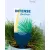 Medvecsenkesz Festuca gautieri AmiGreen P10.5