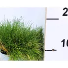 Medvecsenkesz Festuca gautieri AmiGreen P10.5
