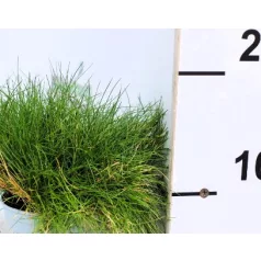 Medvecsenkesz Festuca gautieri AmiGreen P10.5