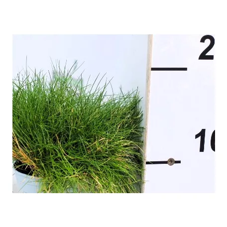Medvecsenkesz Festuca gautieri AmiGreen P10.5