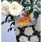 Bokorrózsa Honeymilk RPC3