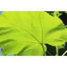 Nagylevelű császárfa Paulownia tomentosa 