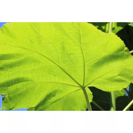 Nagylevelű császárfa Paulownia tomentosa 